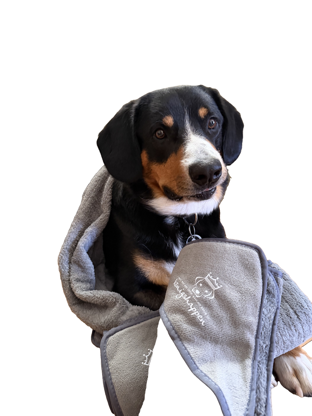 Hund sitzt mit Königshappen Hundehandtuch