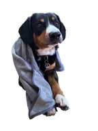Hund eingewickelt im Königshappen Hundehandtuch
