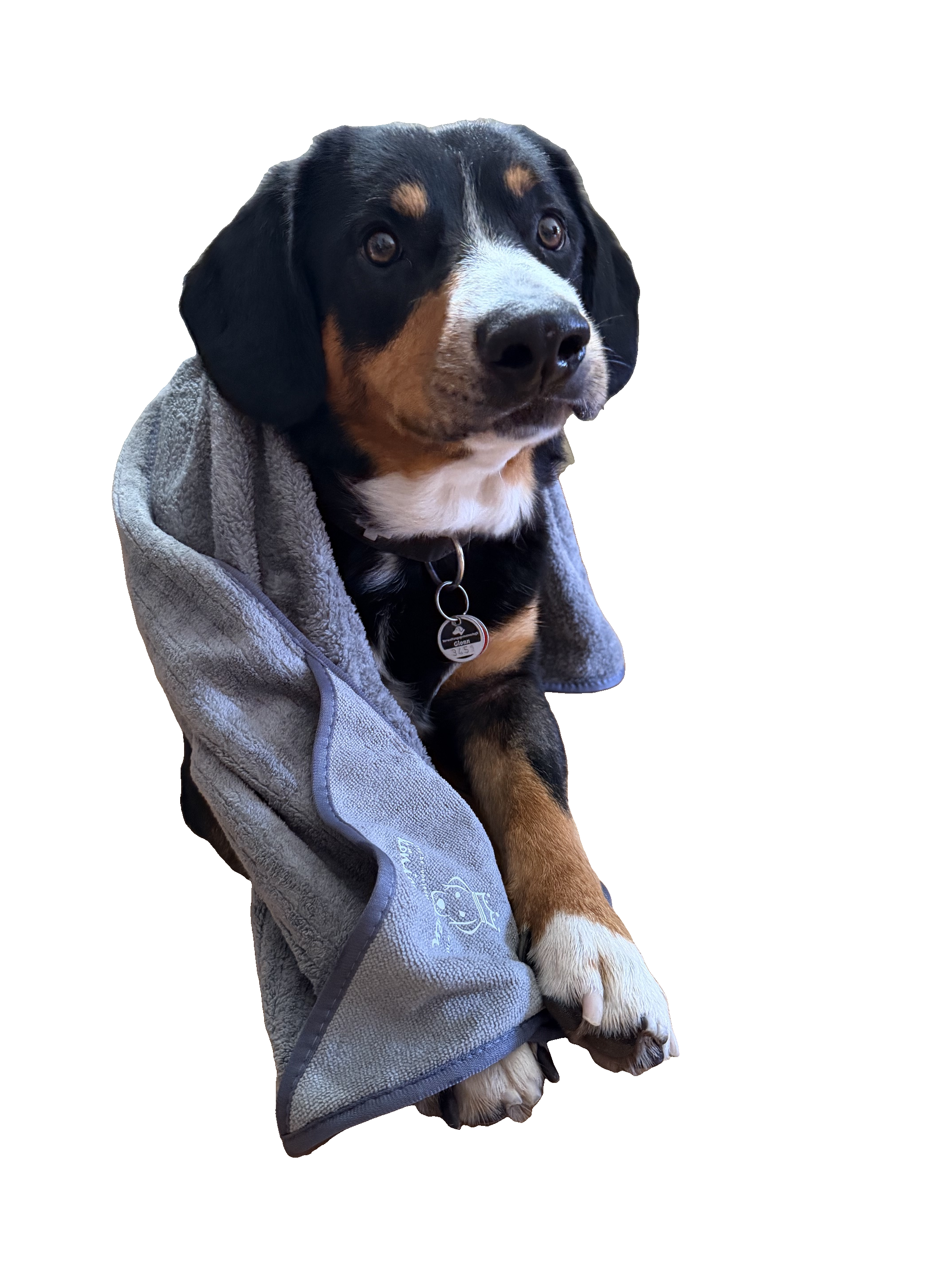 Hund eingewickelt im Königshappen Hundehandtuch